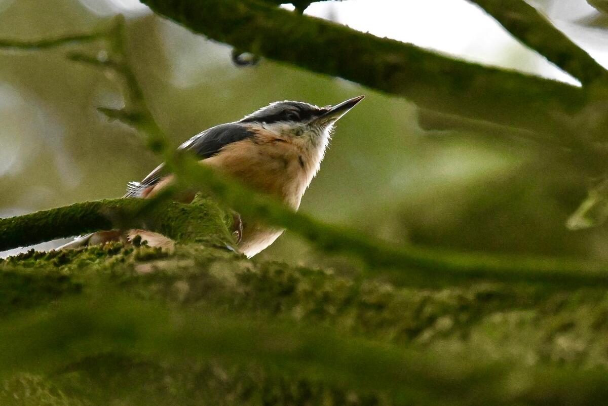 2026-06-18 1 Nuthatch